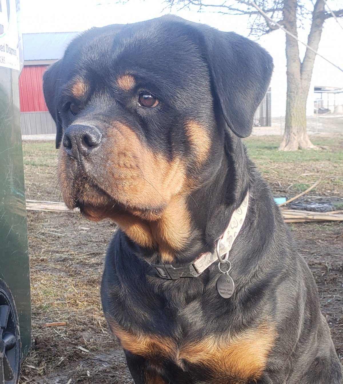 Метис ротвейлера окрасы