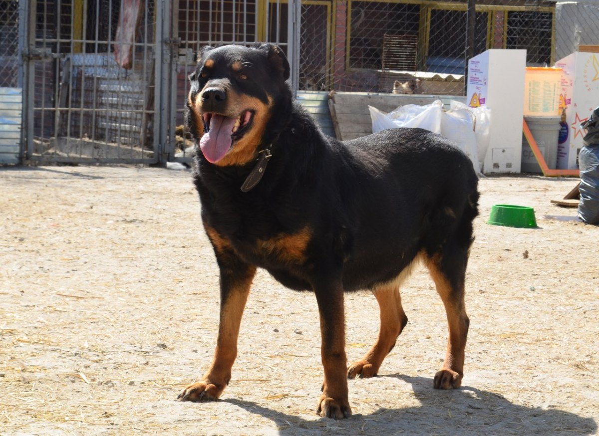 Метис ротвейлера и дворняги