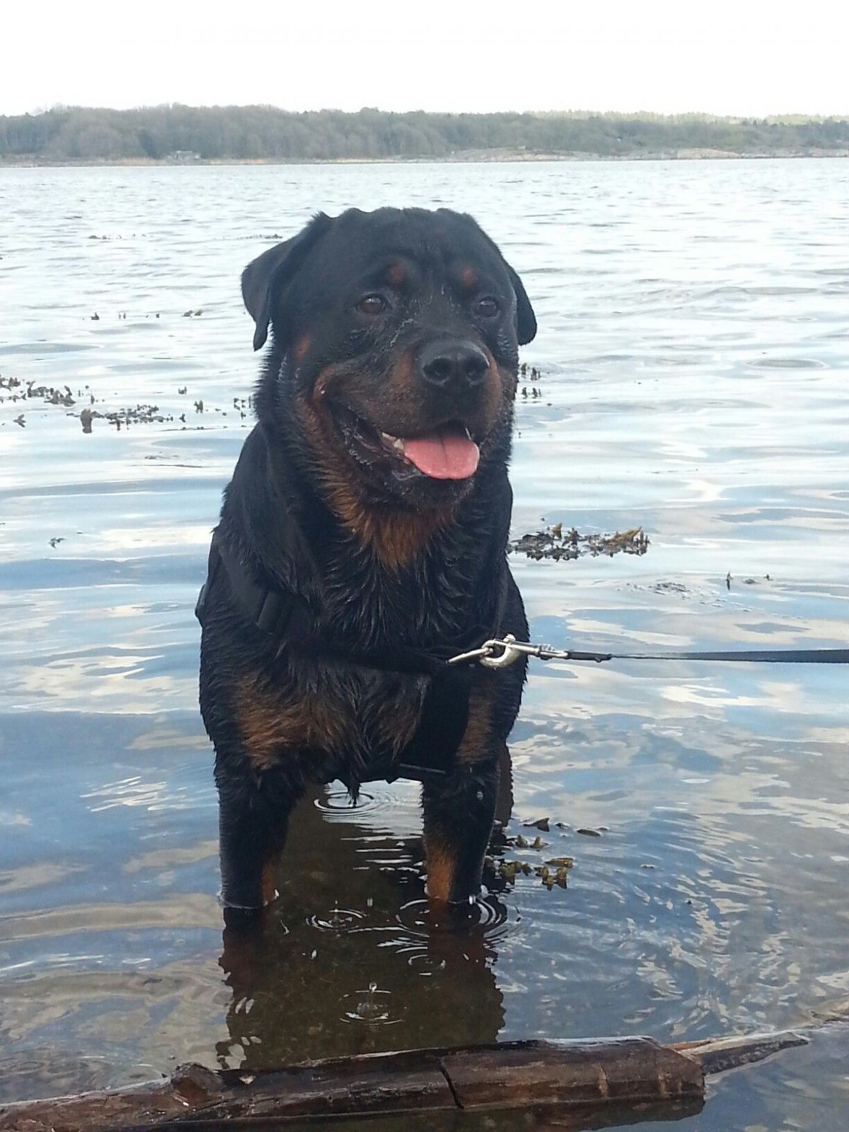 Ротвейлер взгляд