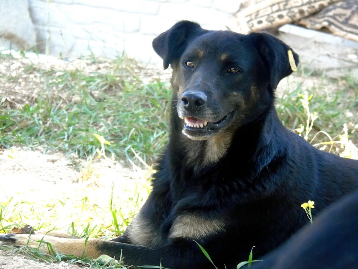 Метис алабая и ротвейлера