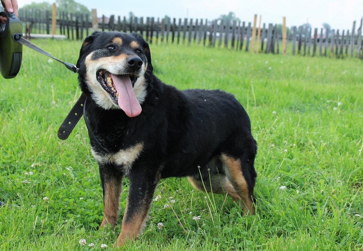 Новорожденные щенки овчарки и ротвейлера