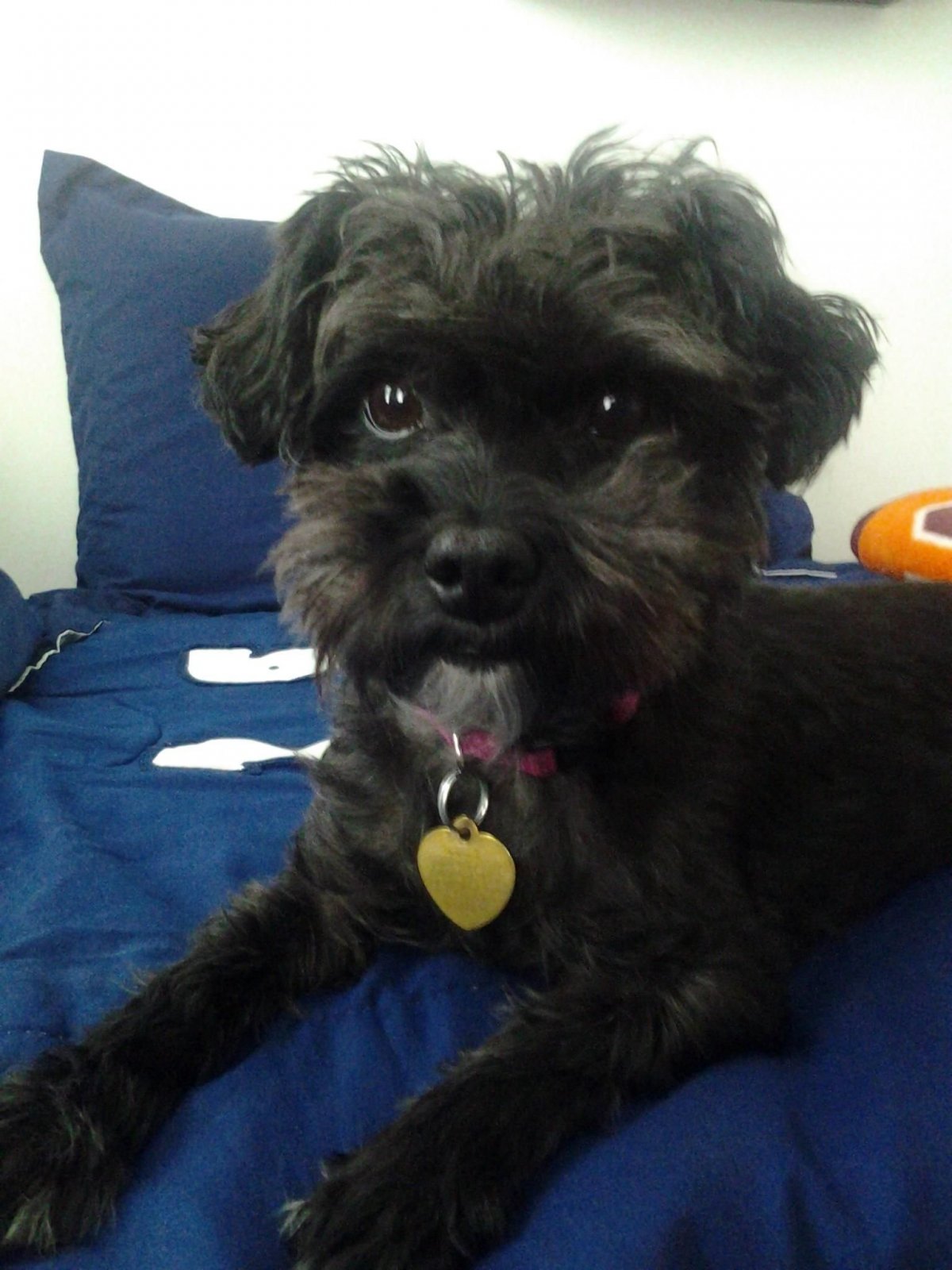 Метис пуделя и терьера