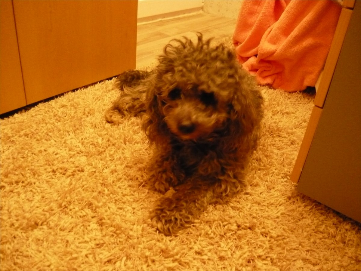 Щенки таксы и пуделя