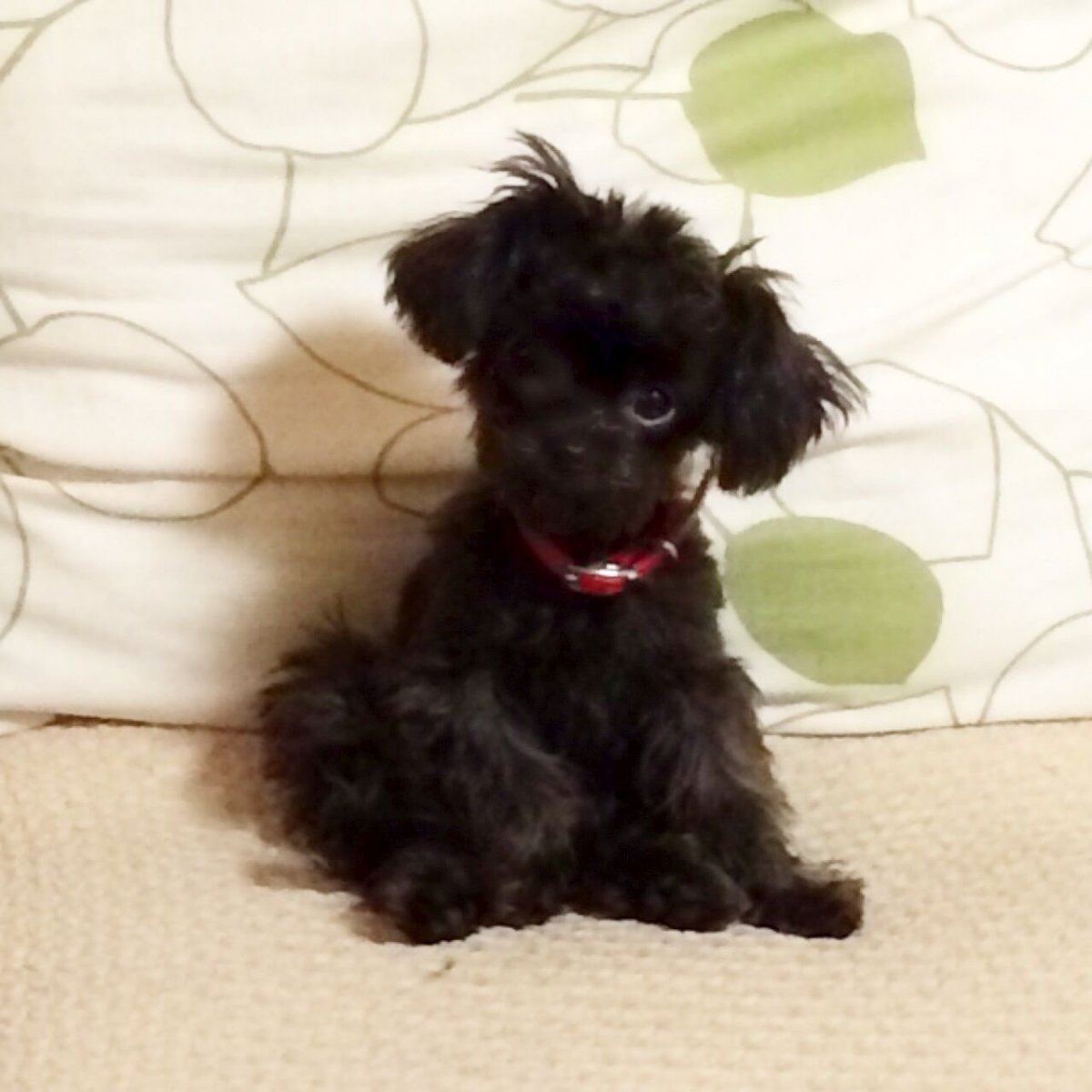 Метис пуделя и Болонки