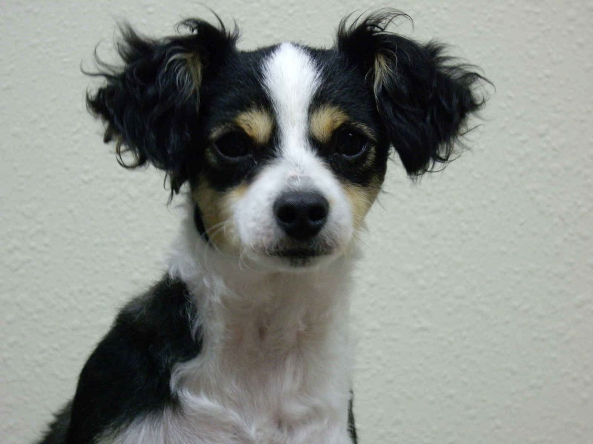 Чихуахуа пудель микс