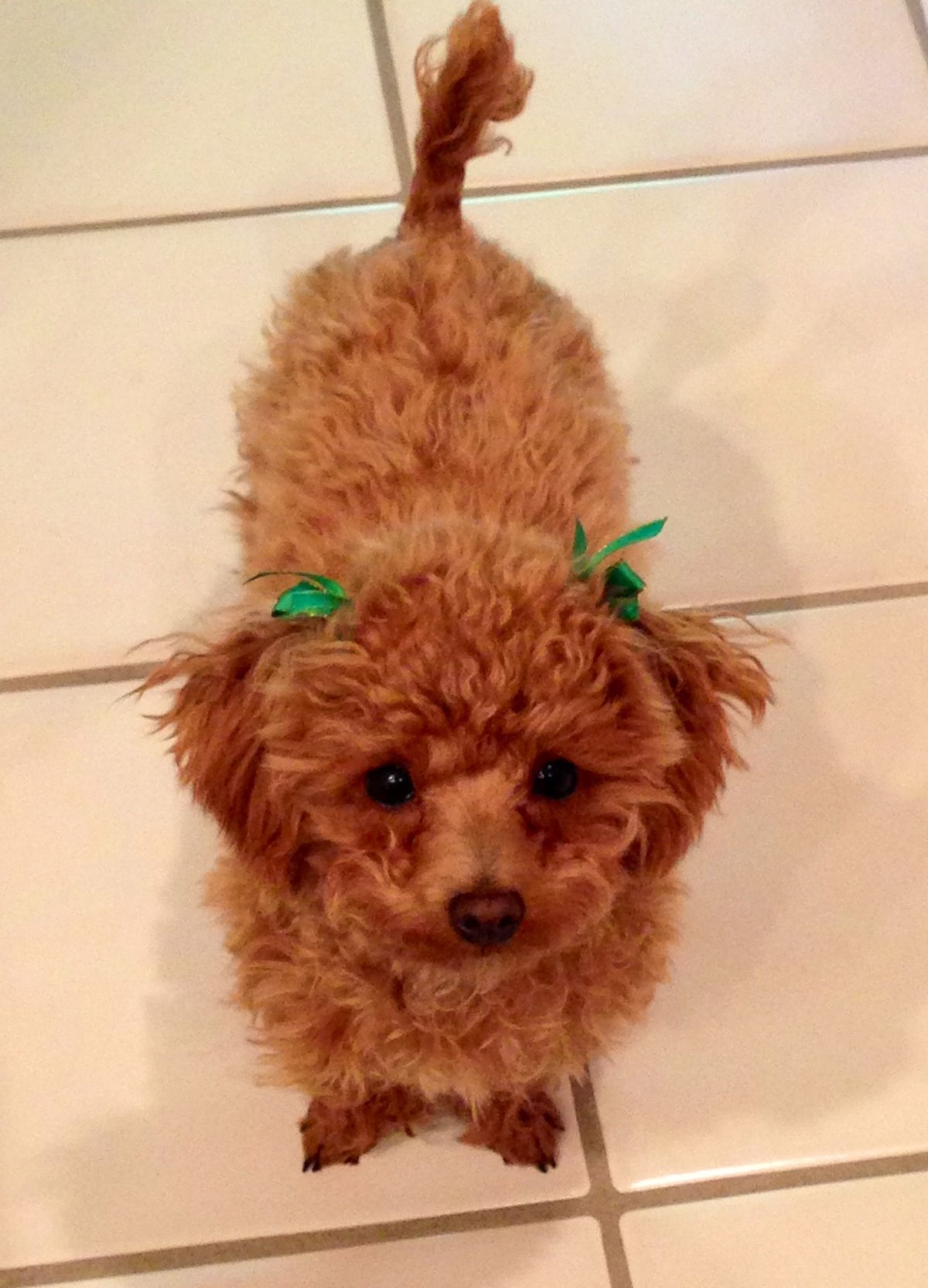 Пудель и шпиц