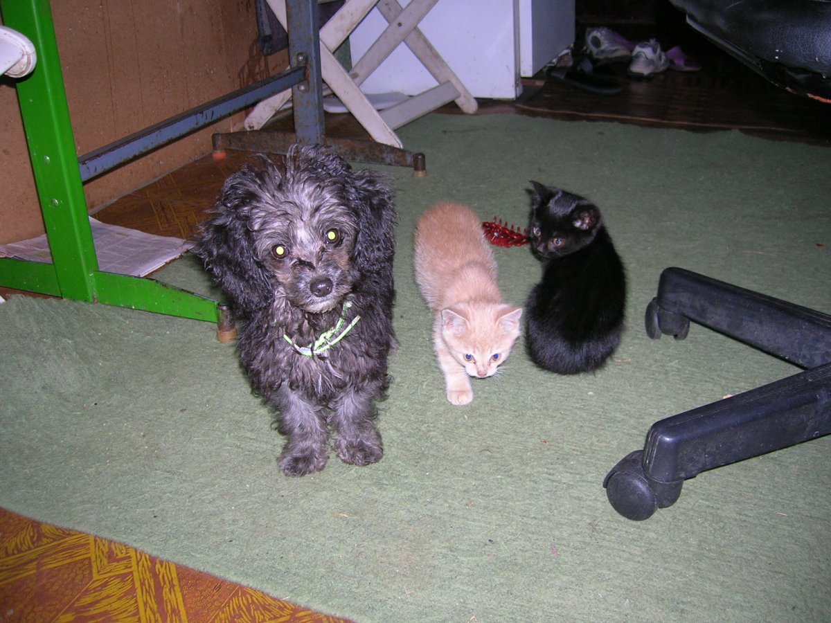 Метис хохлатой той пуделя и Йорка