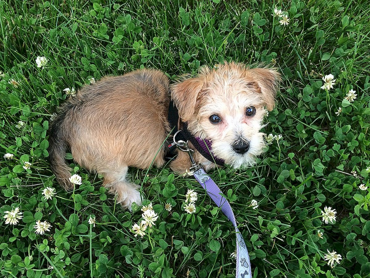 Метис корги и Болонки