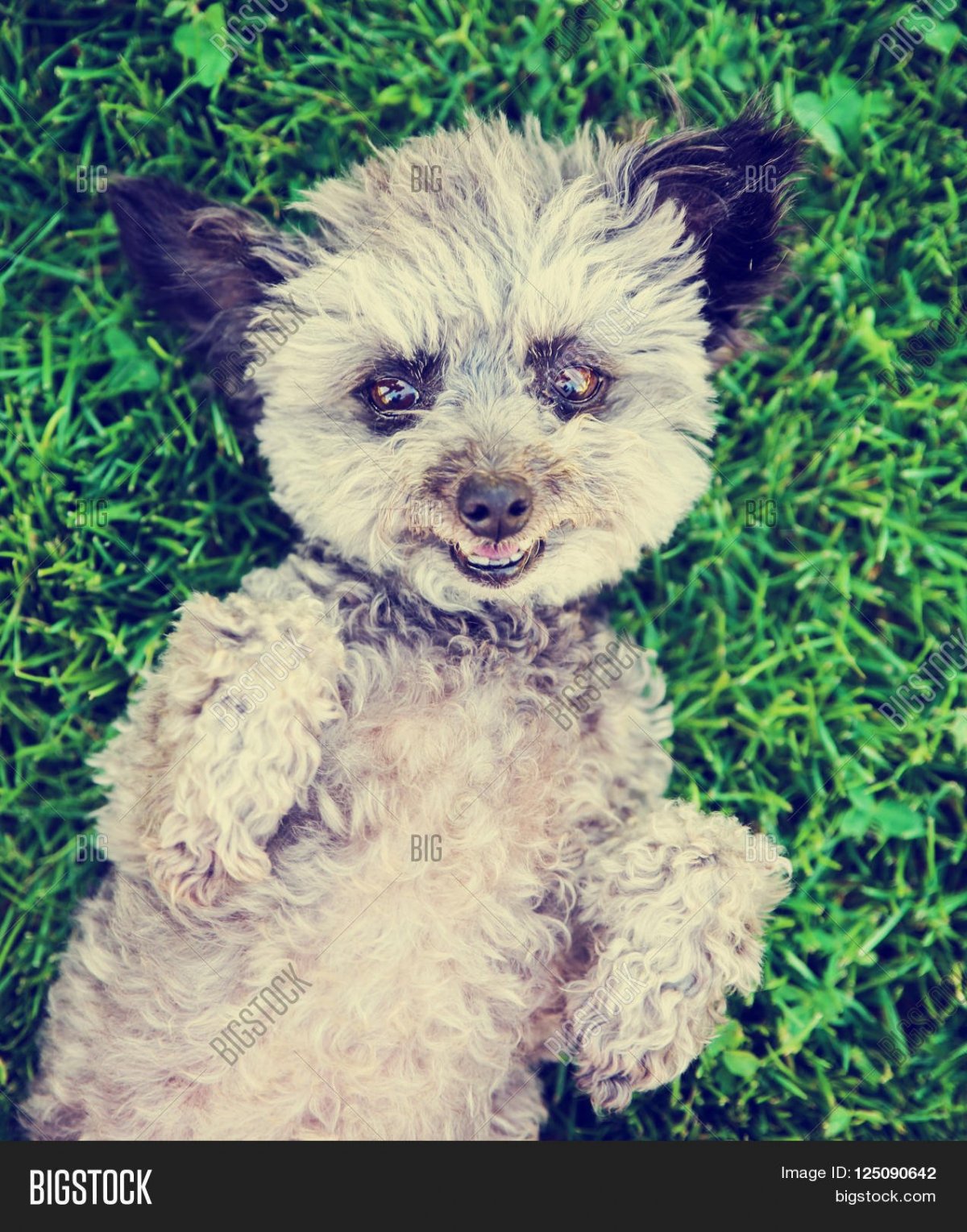 Метис пуделя и чихуахуа