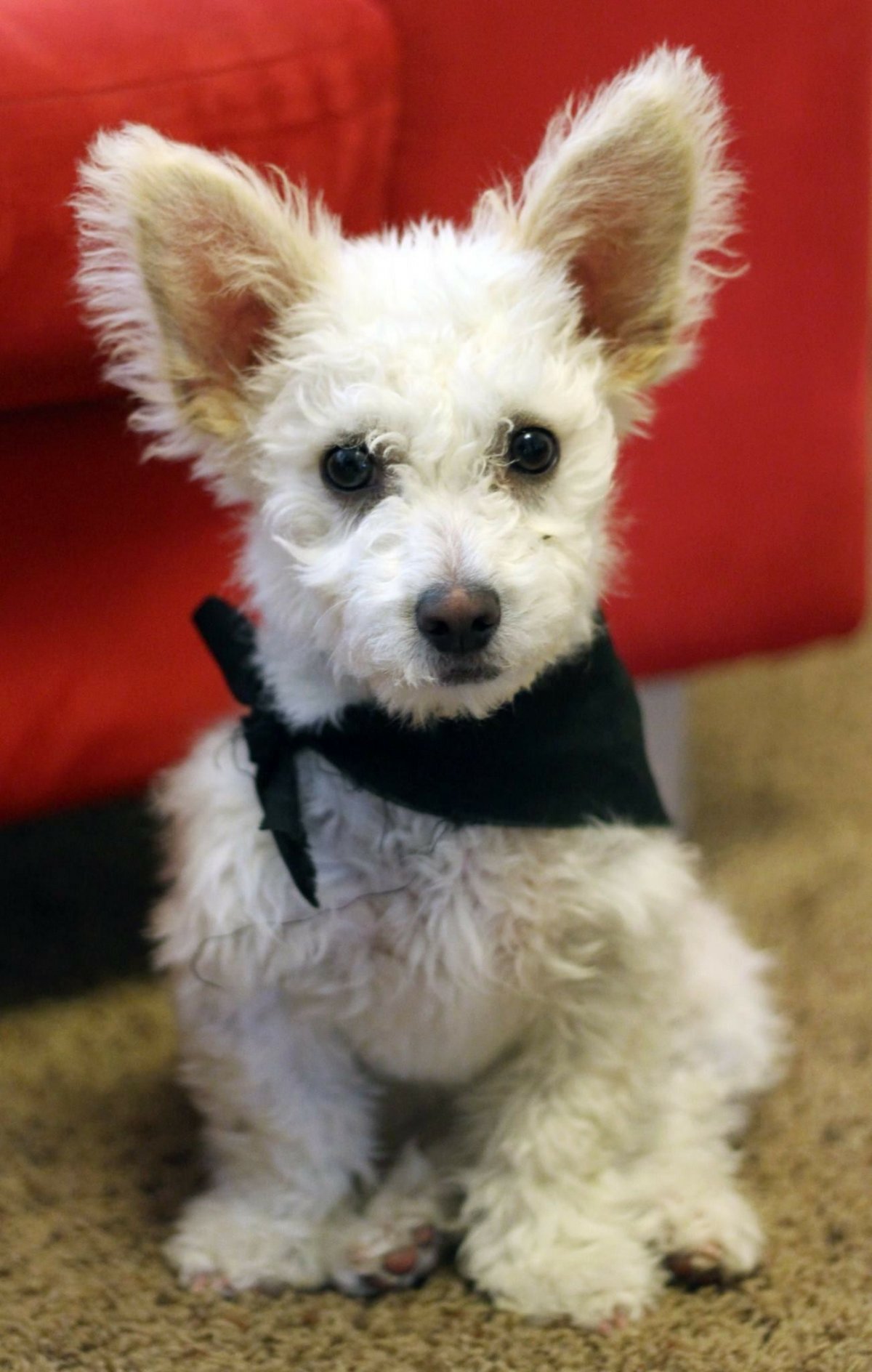 Корги плюс пудель