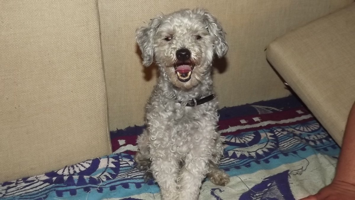 Метисы пуделя и дворняжки