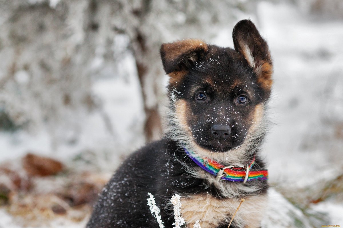 Картинки немецкой овчарки щенки