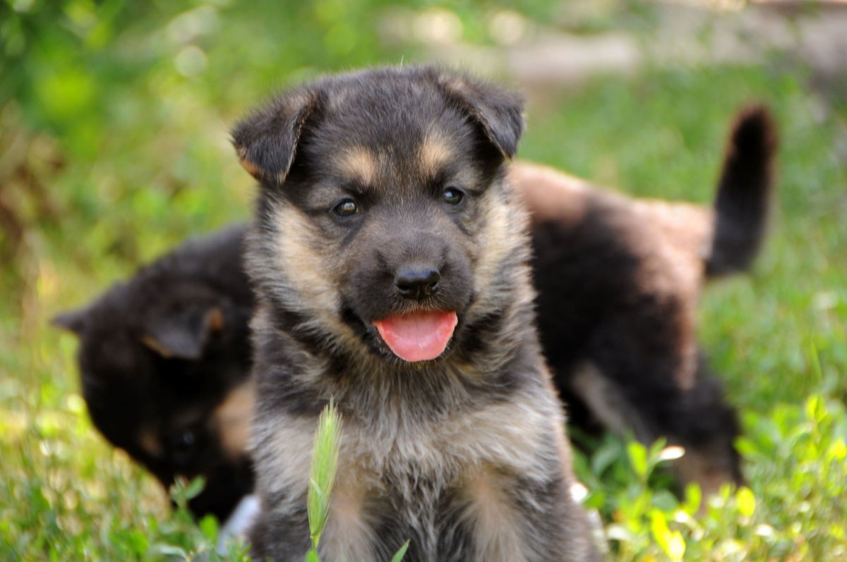 Щенки щенки немецкой ов написала