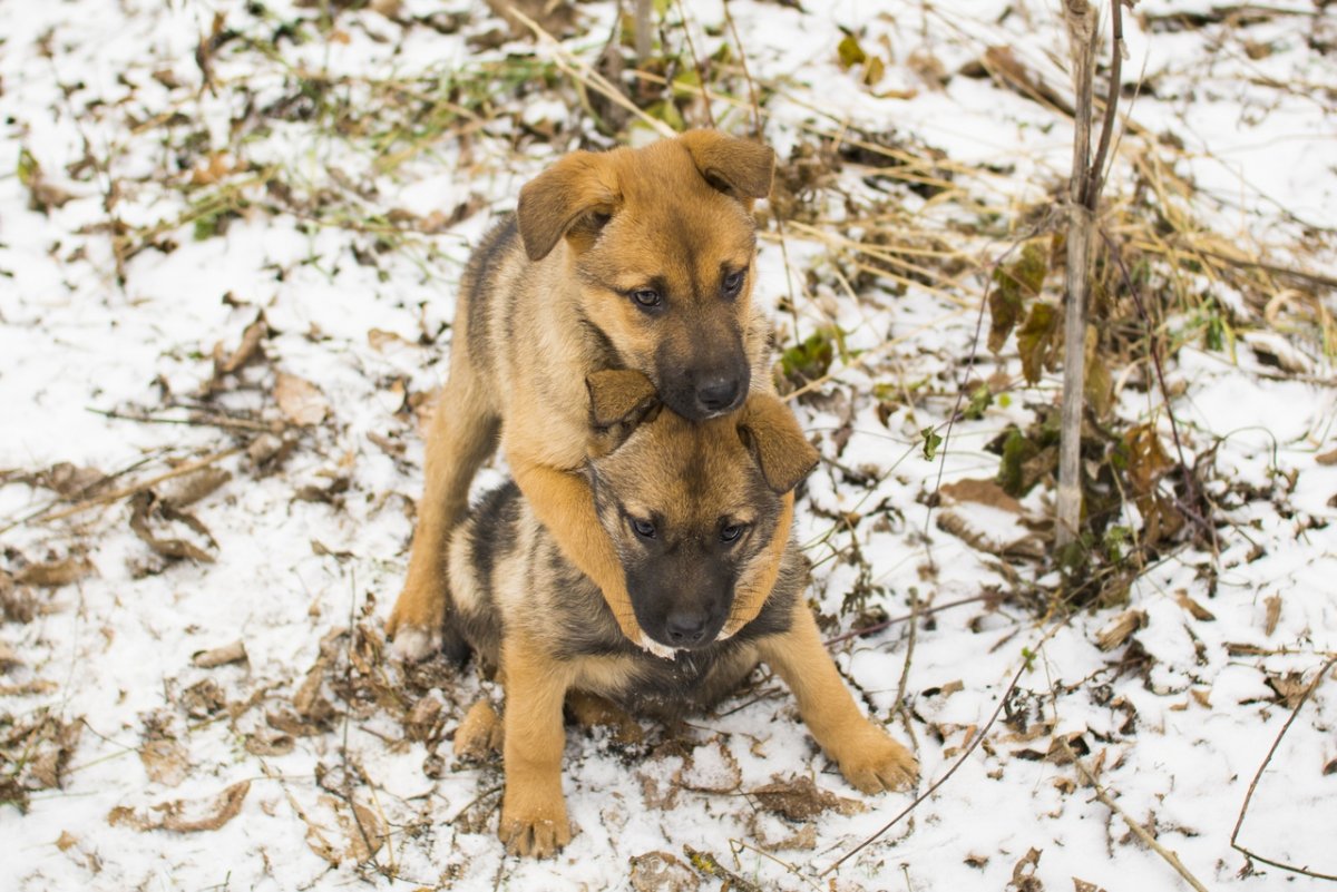 Метис овчарки и дворняжки 5 месяцев