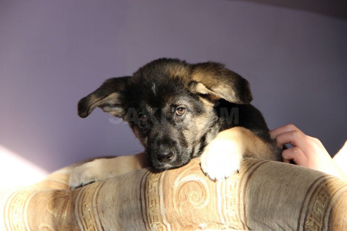 Дворняжка похожая на овчарку