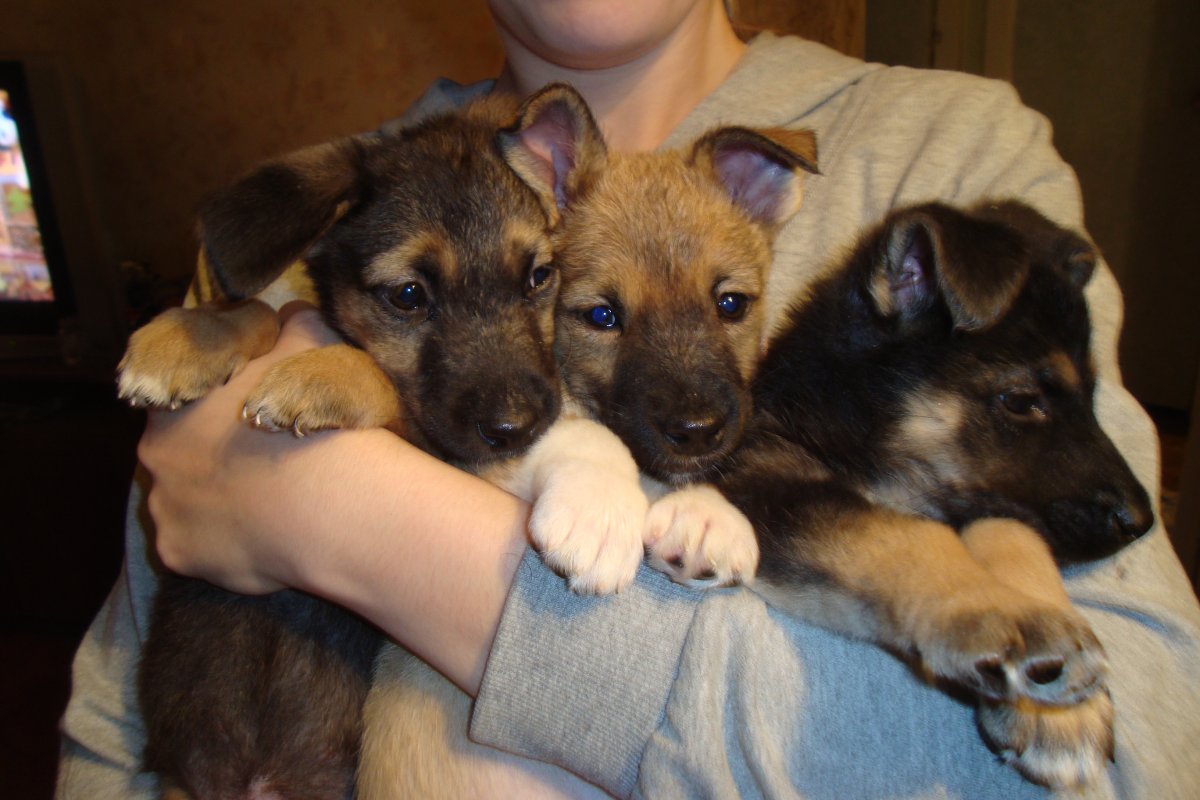 Метис немецкой овчарки и дворняги щенок