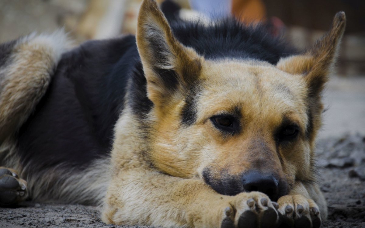 Лео немецкая овчарка