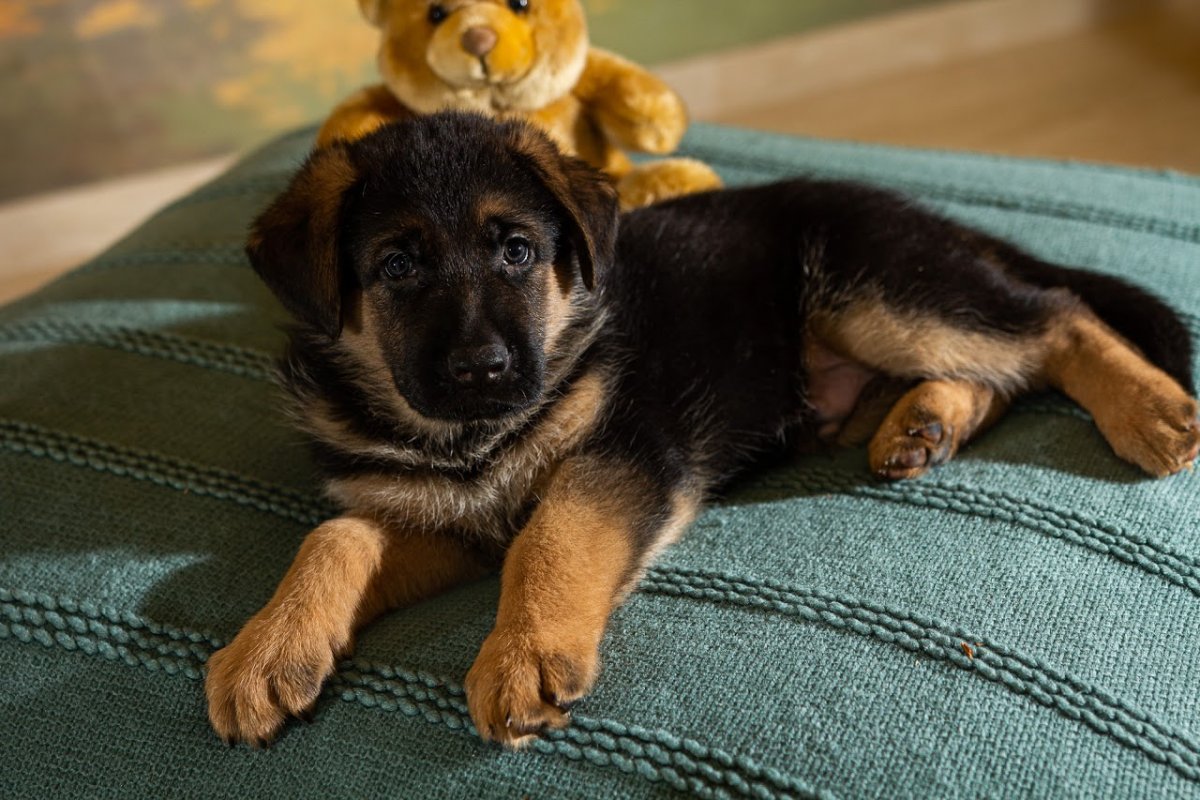 Дворняжка лайка овчарка