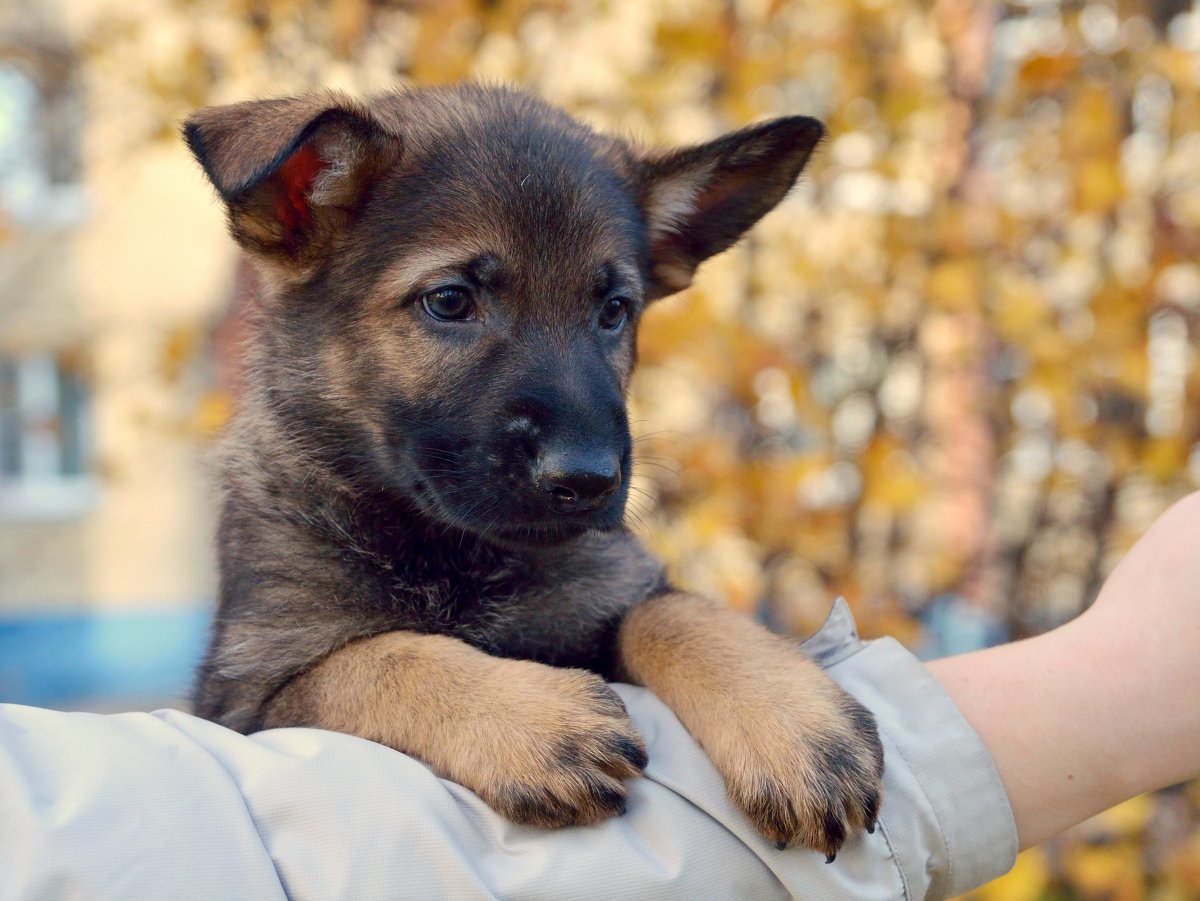 Коротколапые овчарки метисы