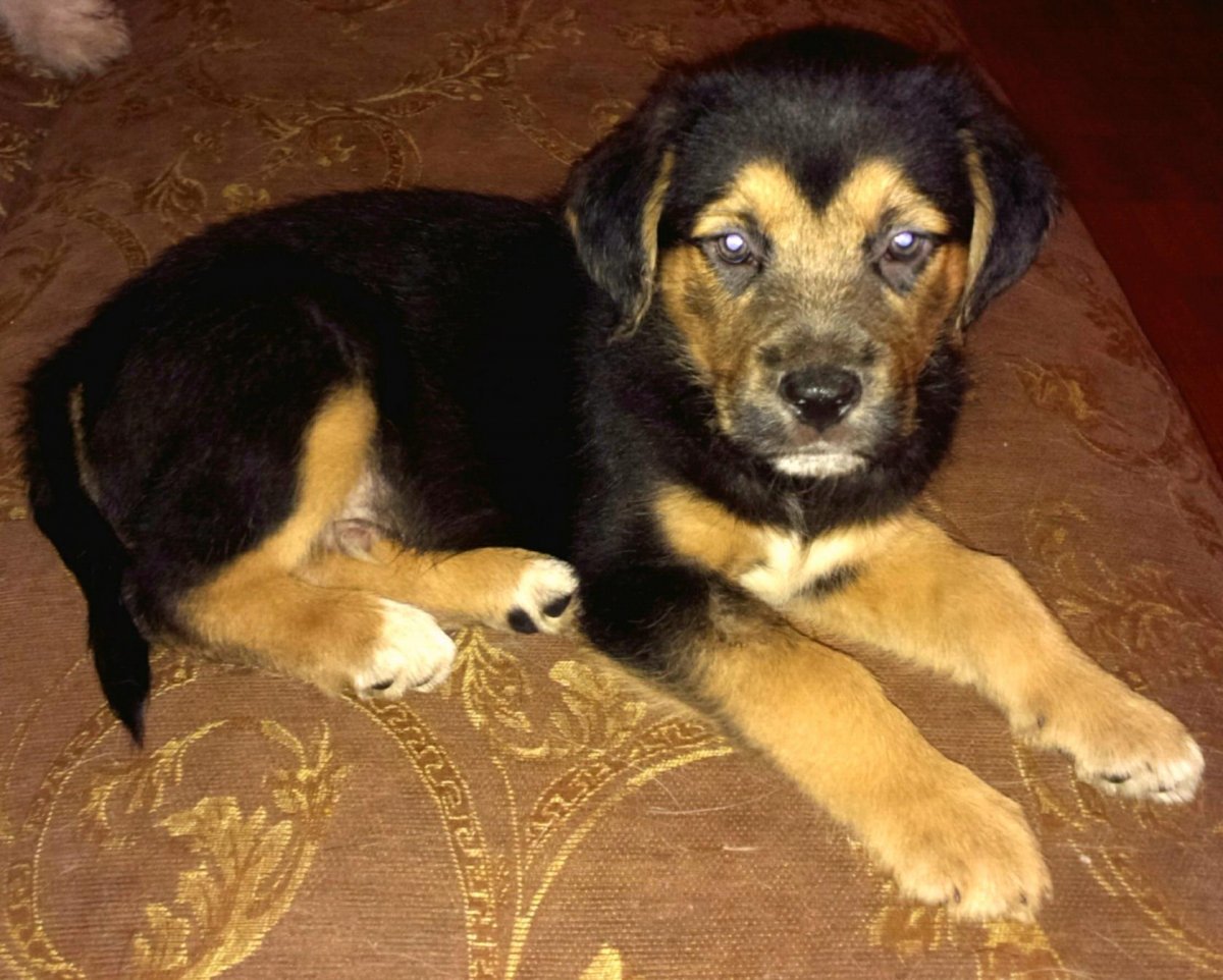 Овчарка дворняжка