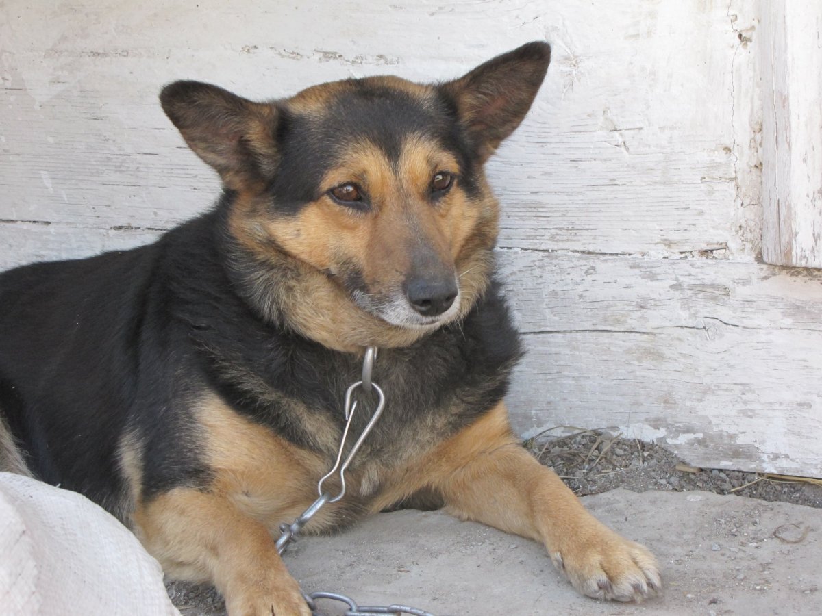 Метис овчарки и дворняги