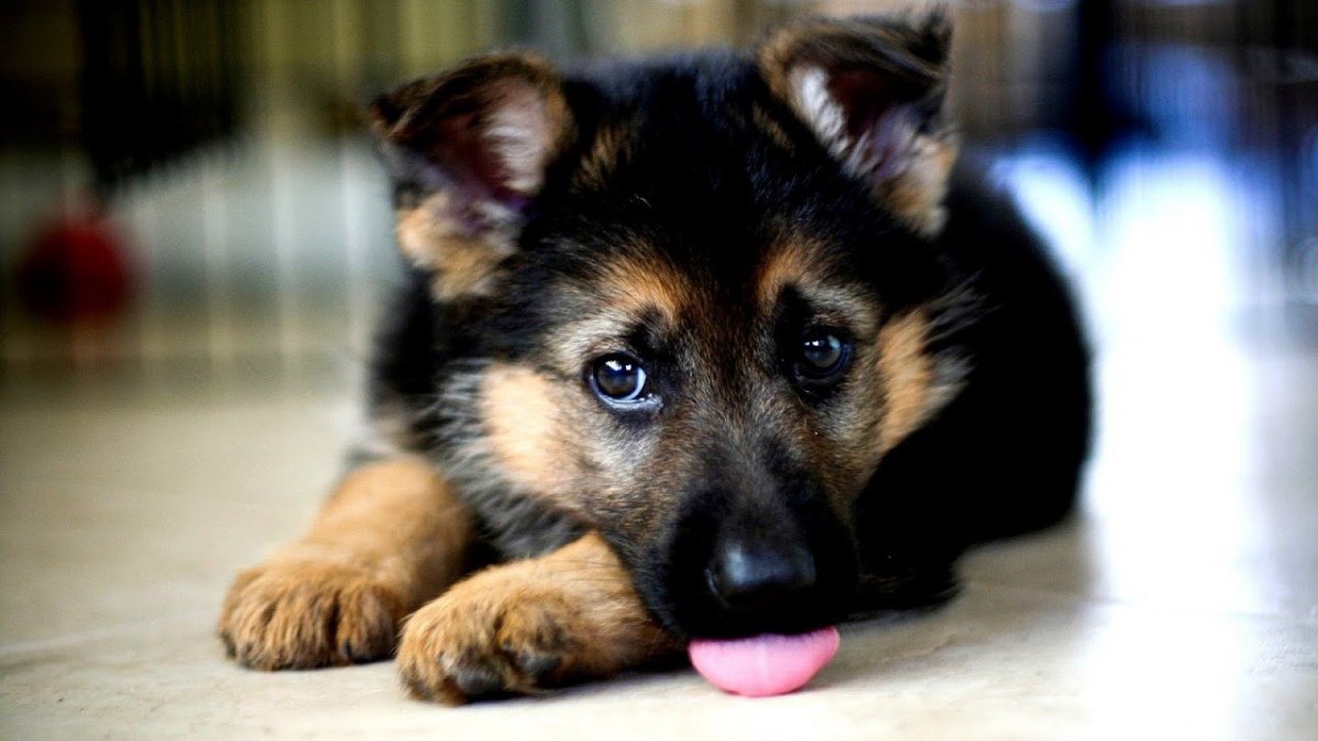 Собака немецкая овчарка щенок