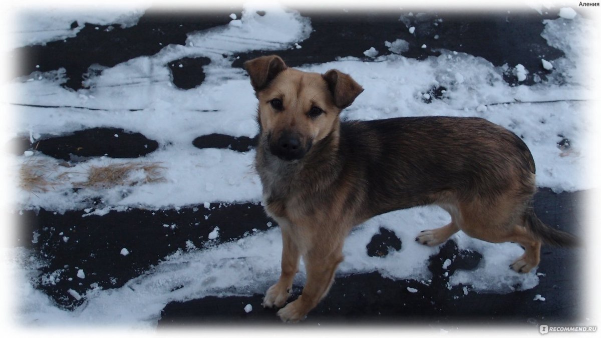 Щенки дворняжки похожие на овчарку