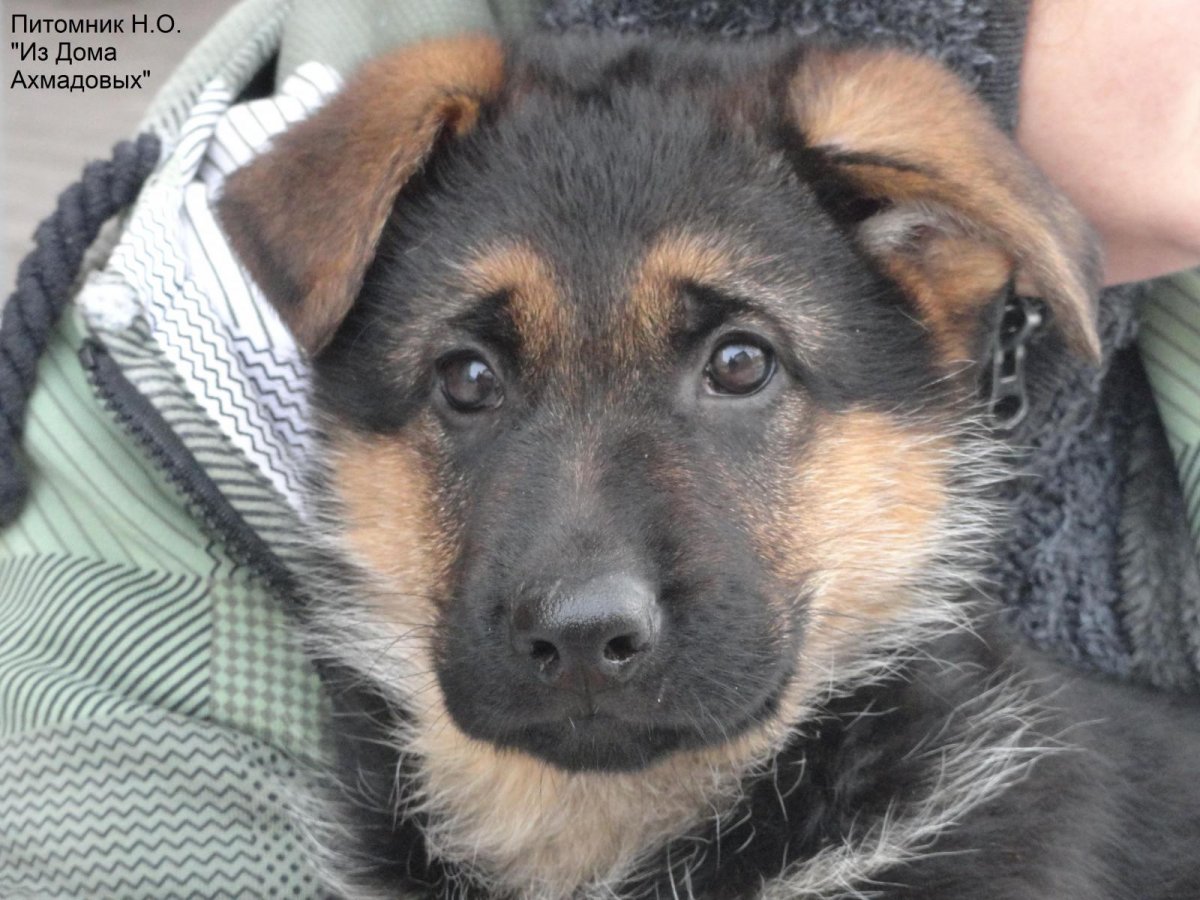 Щенки хаски и дворняги с голубыми глазами