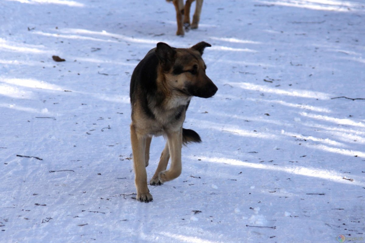Щенки дворняжки много