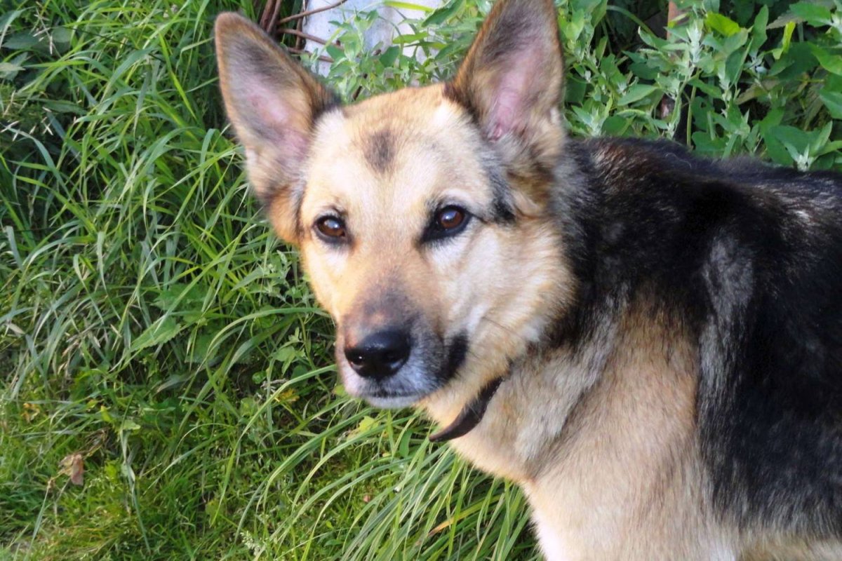 Купить щенка в Архангельске