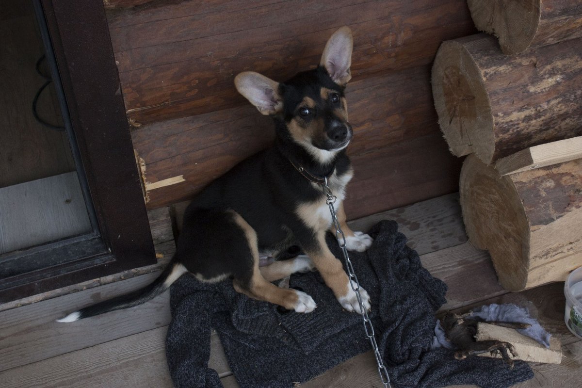 Собак взрослых девочек дворняжек