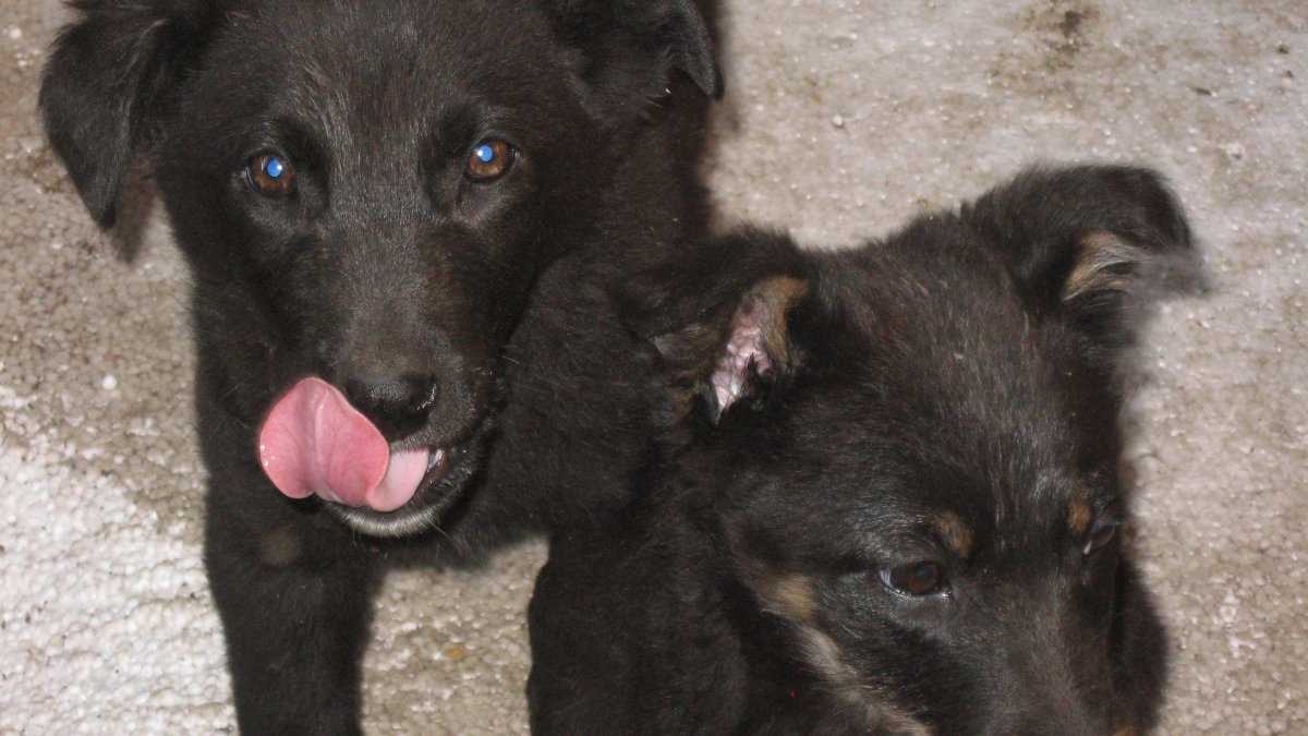 Метис Восточно европейской овчарки