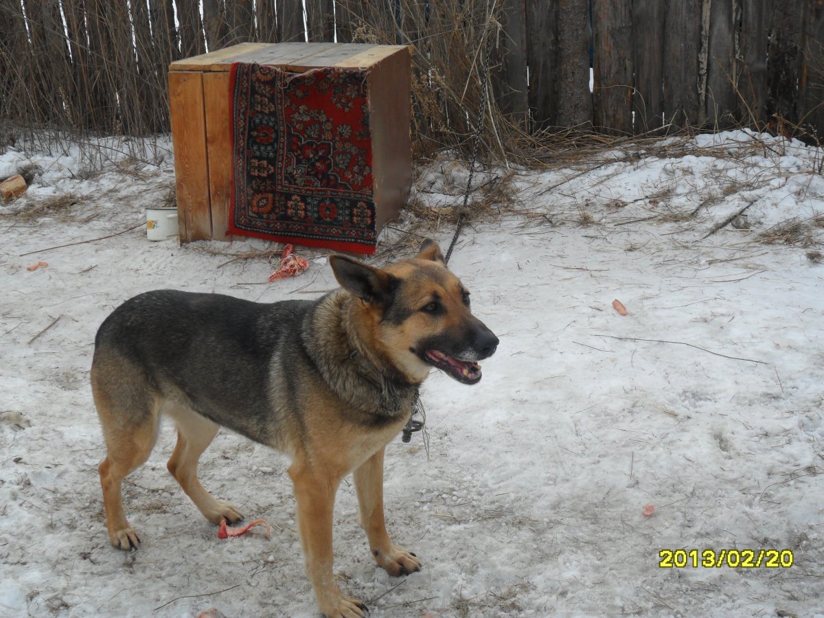 Двортерьер собака беспородная
