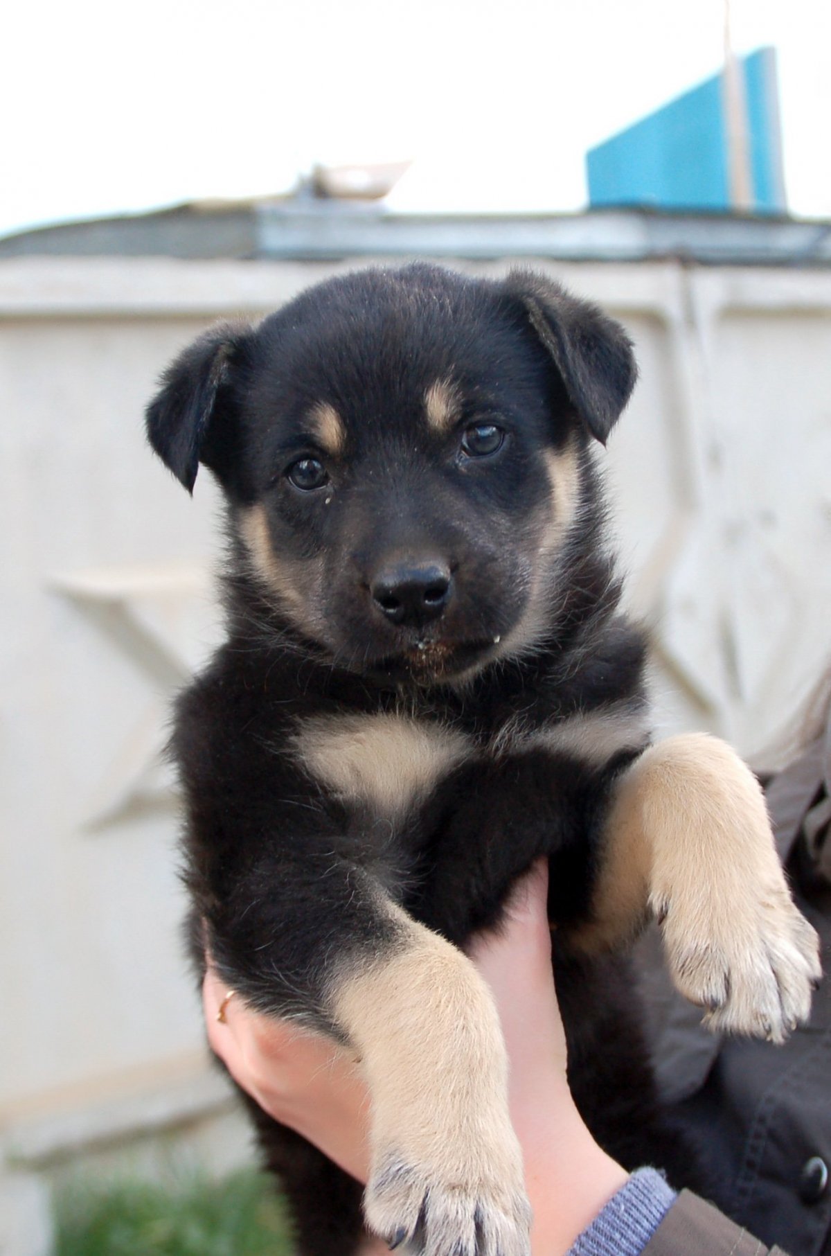 Немецкая овчарка дворняга