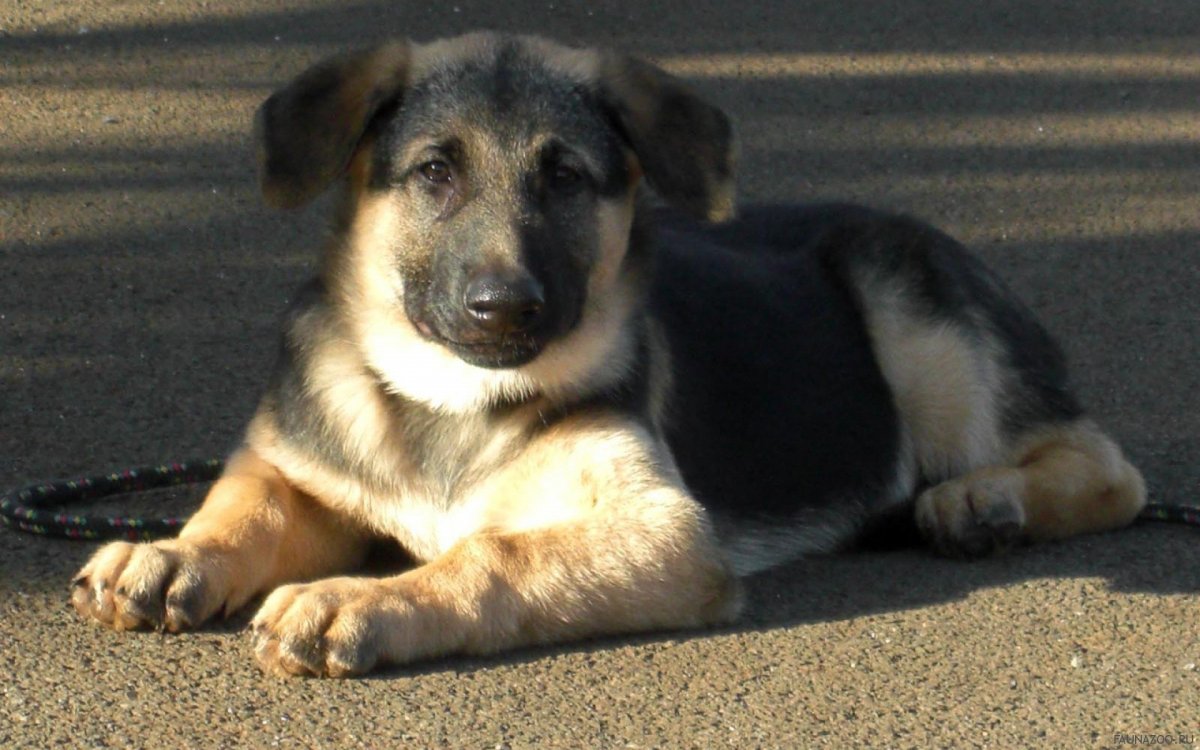 Беспородная собака