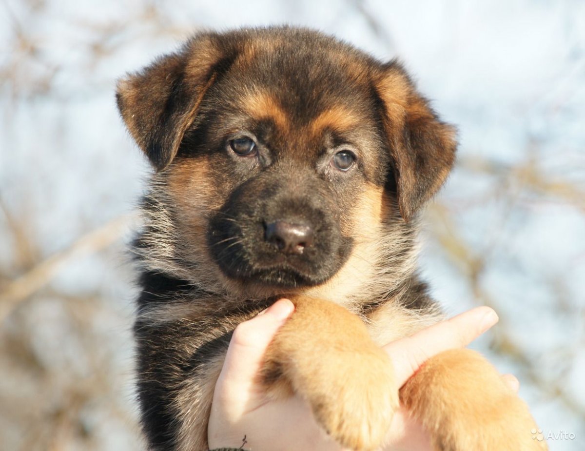 Метис овчарки и дворняги