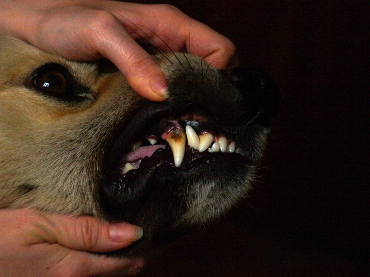 Собаки которые кусаются