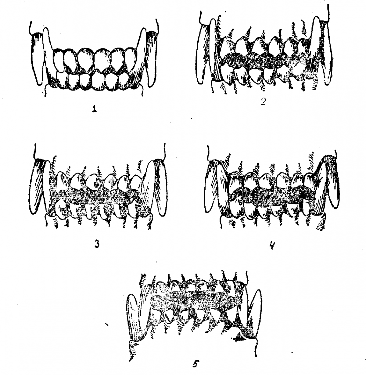 Пасть МОПСА