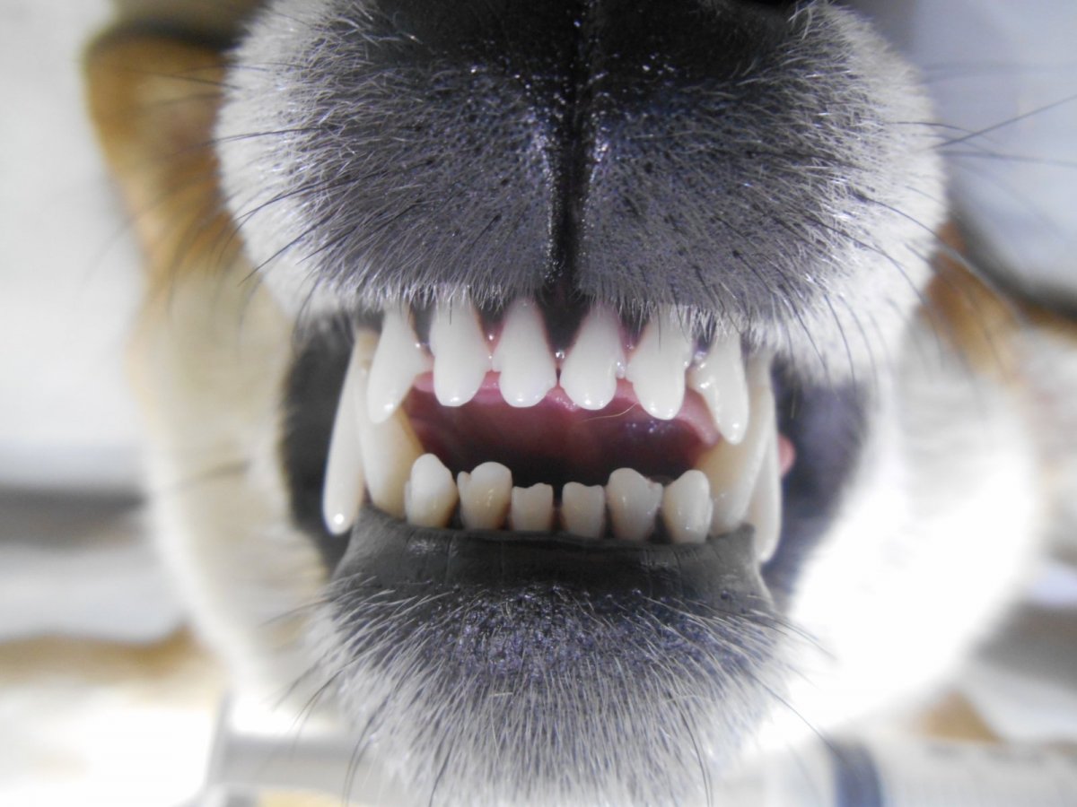 Недокус у йоркширского терьера