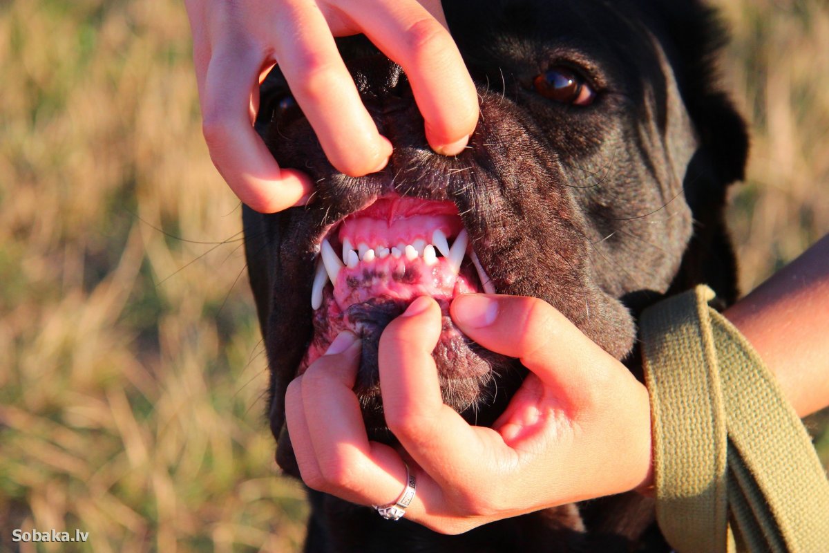 Прикус перекус Кане Корсо