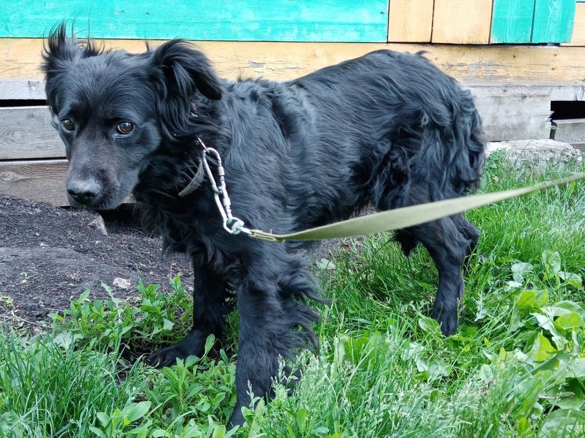 Метис русского спаниеля и лабрадора