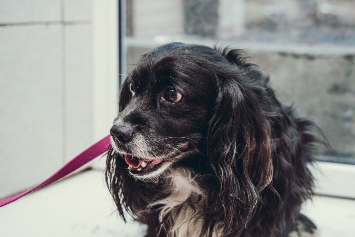 Кокер спаниель помесь