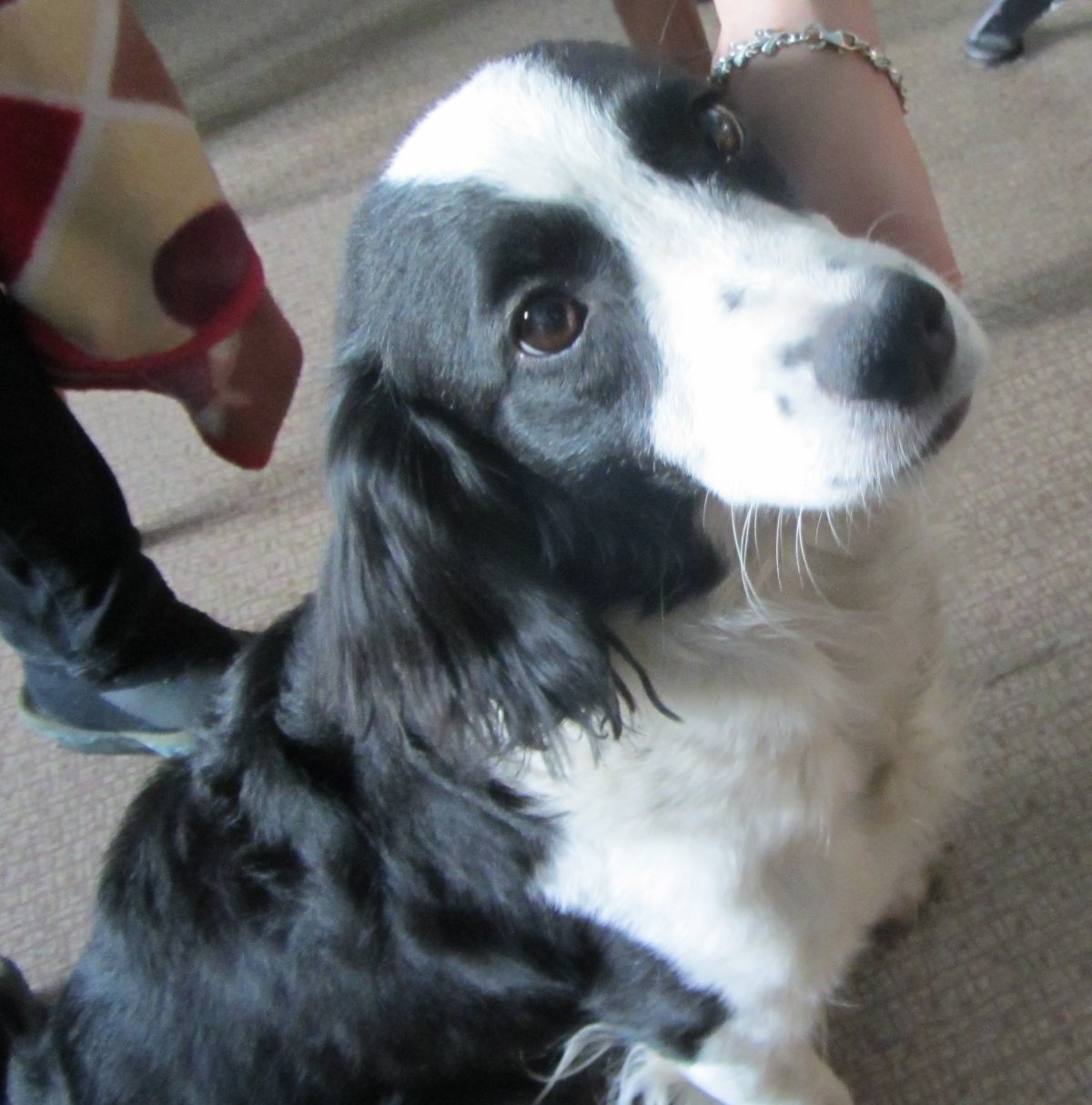 Помесь спаниель белый