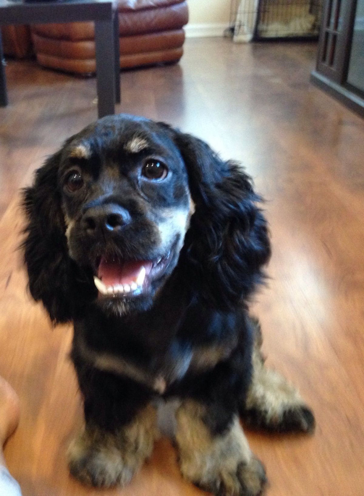 Метис русского спаниеля