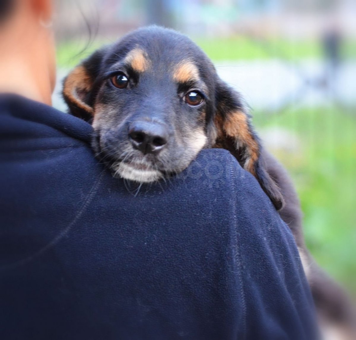 Метис спаниеля