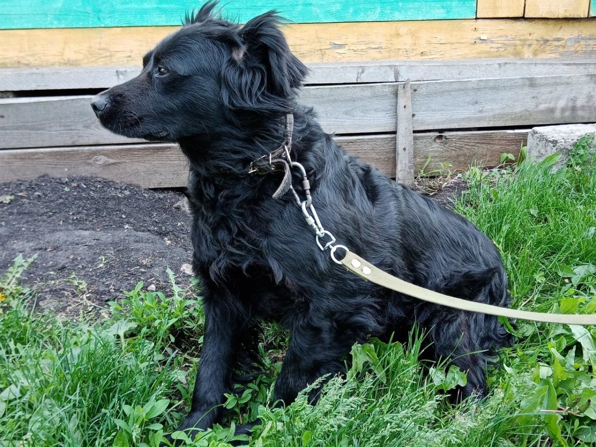 Кокер спаниель двортерьер