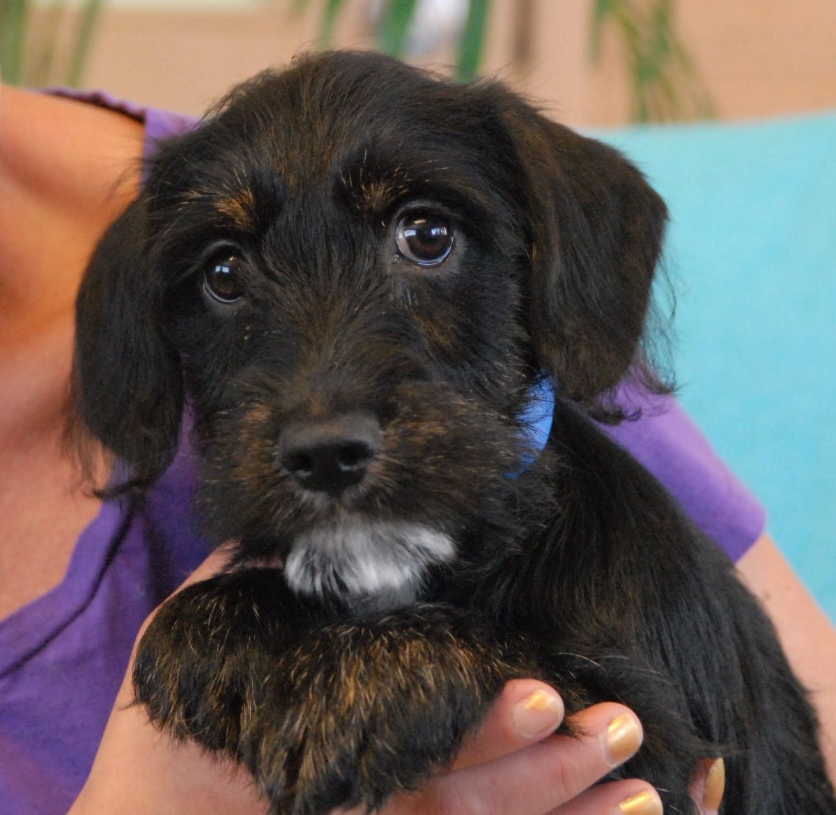 Метис кокер спаниеля