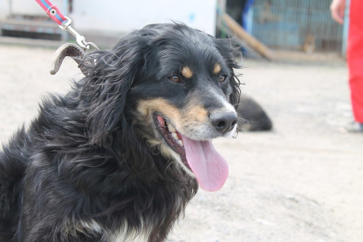 Собаки метисы спаниель приюты