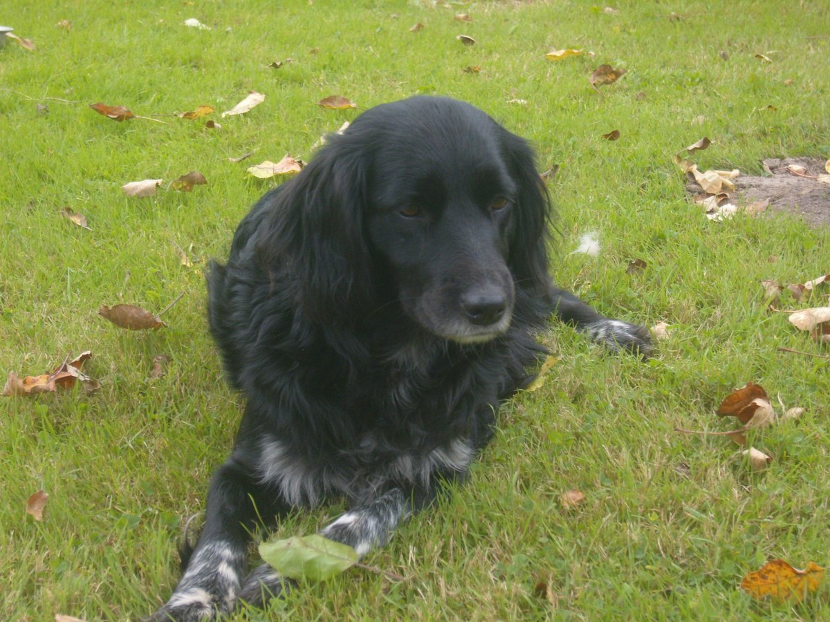 Русский спаниель черный щенок