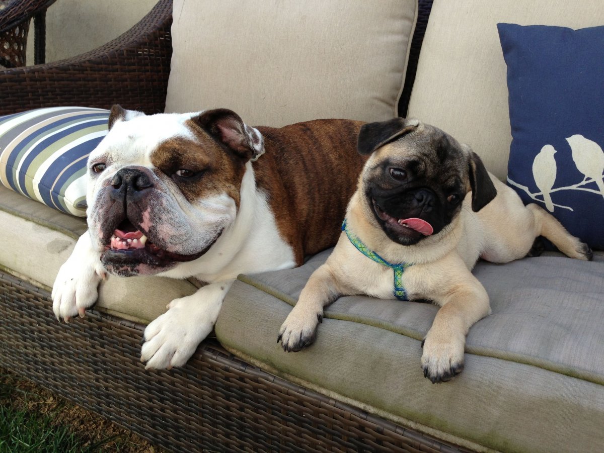 Английский бульдог и Мопс